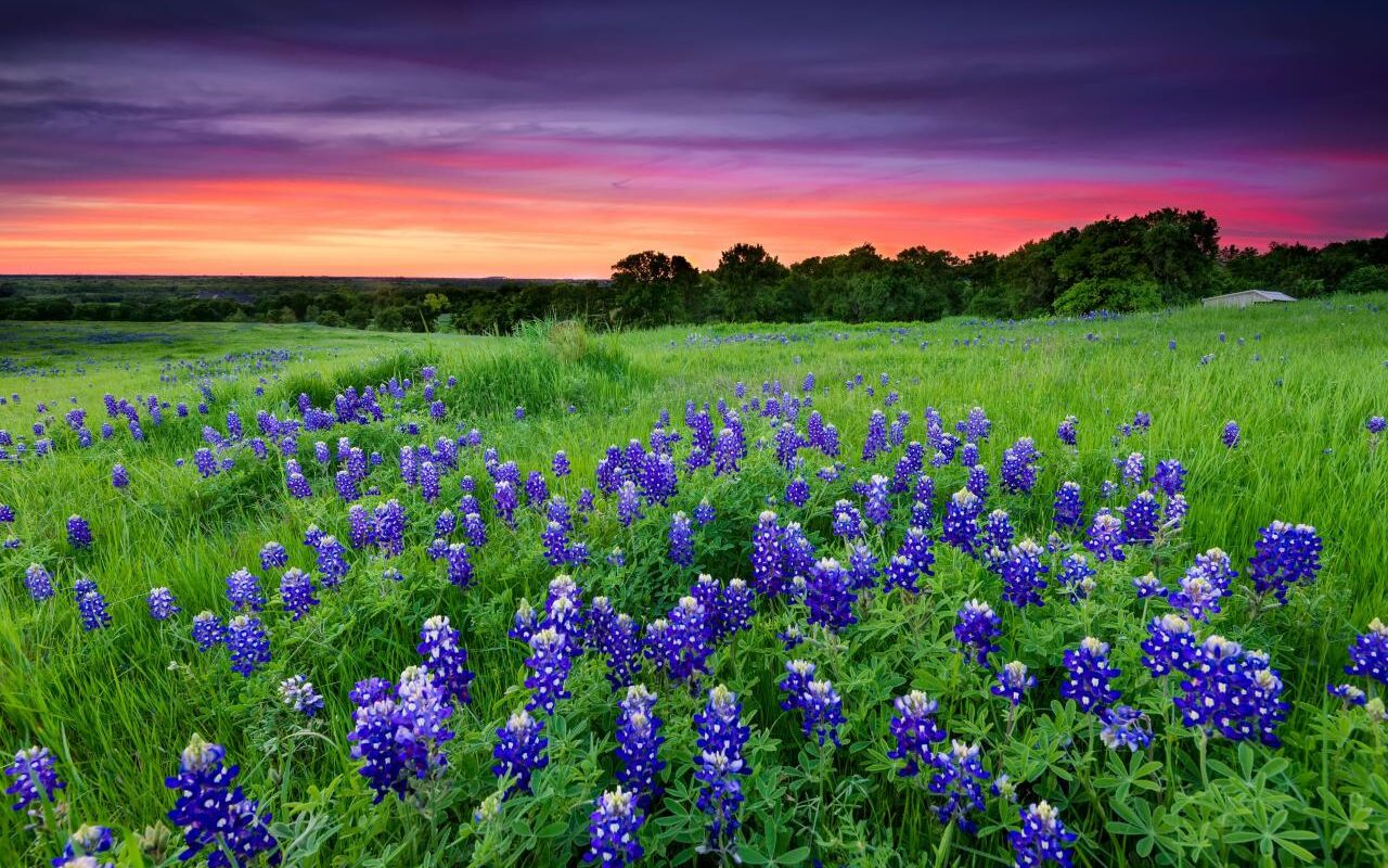 Bluebonnet electric company lockhart texas