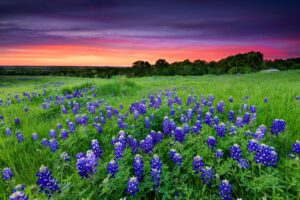 Bluebonnet electric company lockhart texas