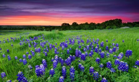 Bluebonnet electric company lockhart texas