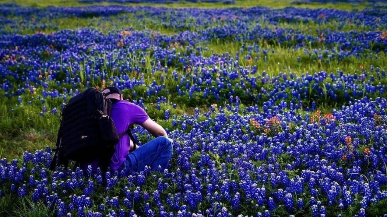 Bluebonnet texas single photograph