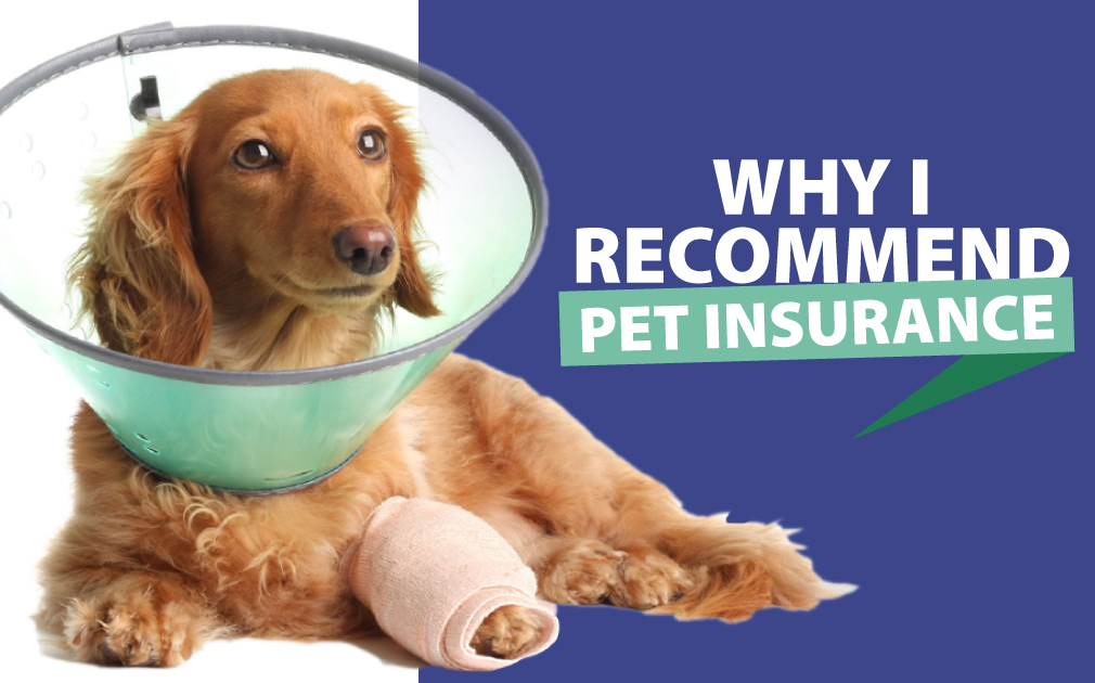 Pet insurance