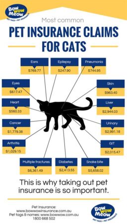 cat medical insurance