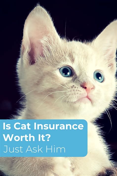 cat insurance quotes