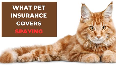 pet insurance that covers spaying