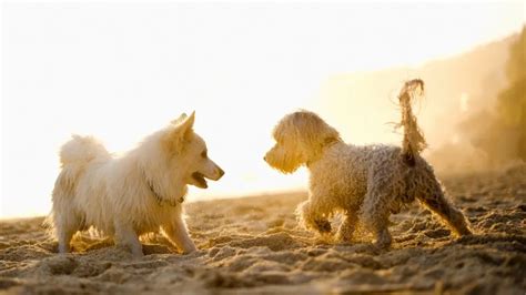 pet insurance that covers neutering