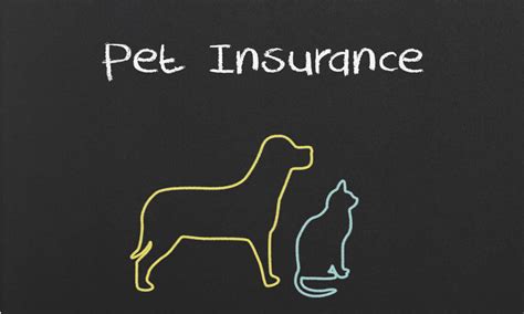 cheap pet insurance that covers everything